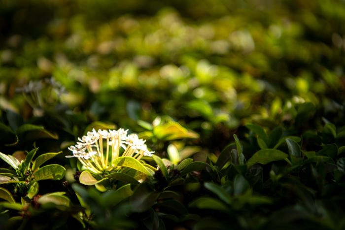 pachysandra terminalis plantes couvre sol persistantes