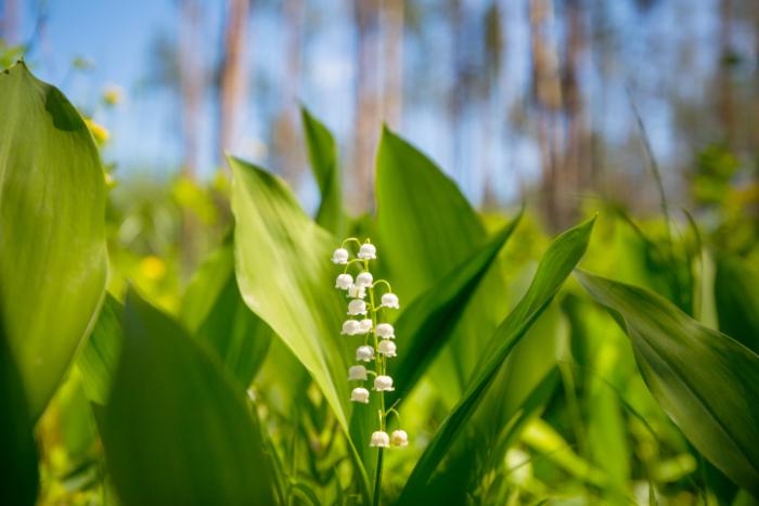 plante couvre sol convallaria majalis muguet feuillage persistant