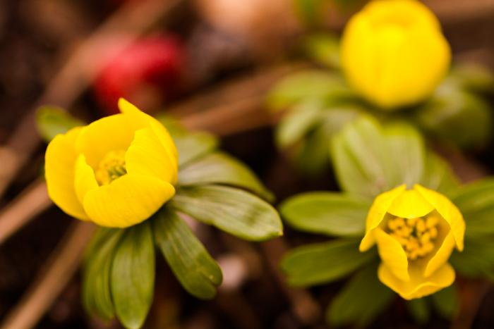 plante couvre sol waldsteinia ternata fraisier sterile