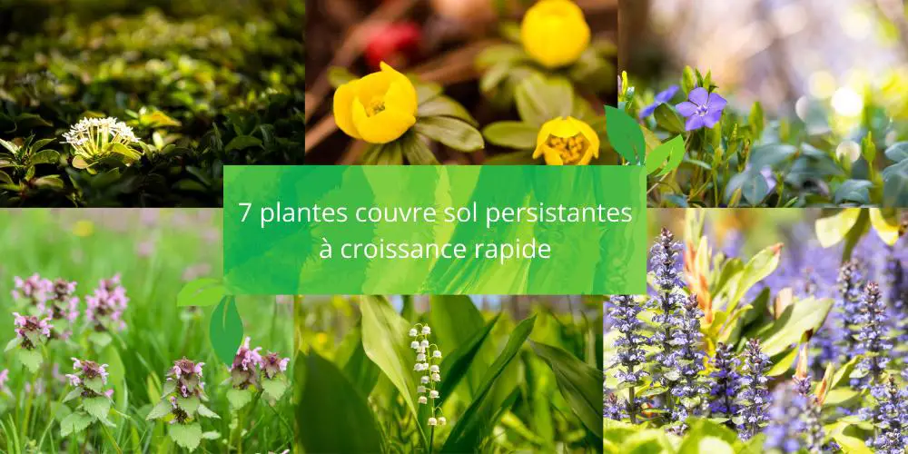 plante couvre sol persistant croissance rapide