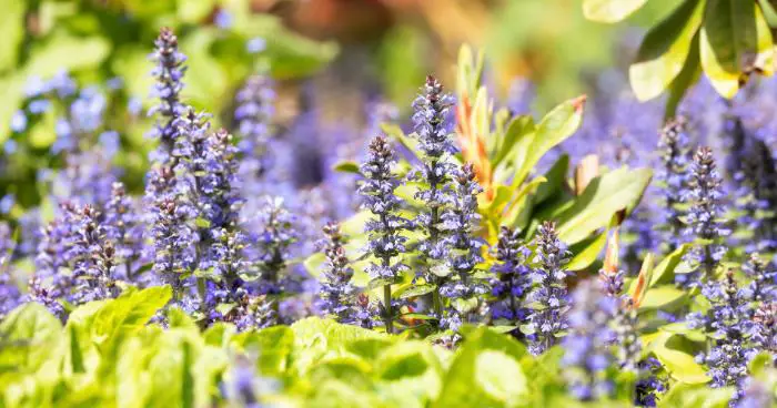 plante couvre sol persistante ajuga reptans