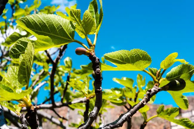 comment planter et quand tailler un figuier