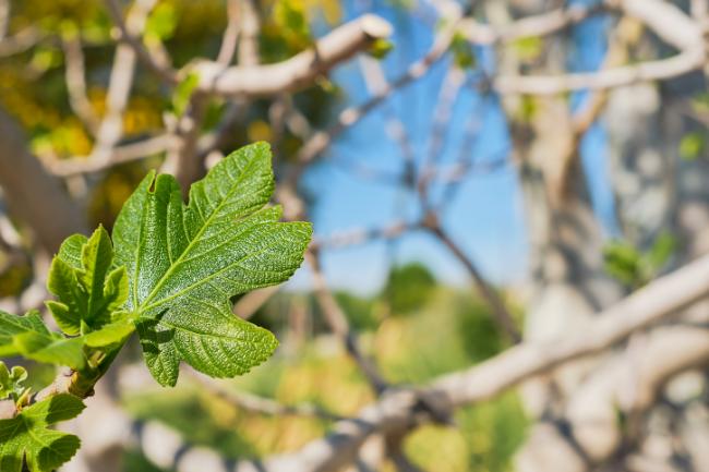 est ce que les feuilles de figuier sont bonnes pour le compost