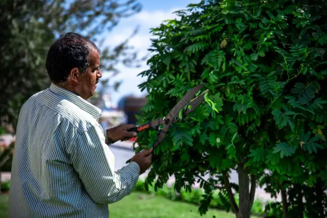 comment couper des arbres fruitiers