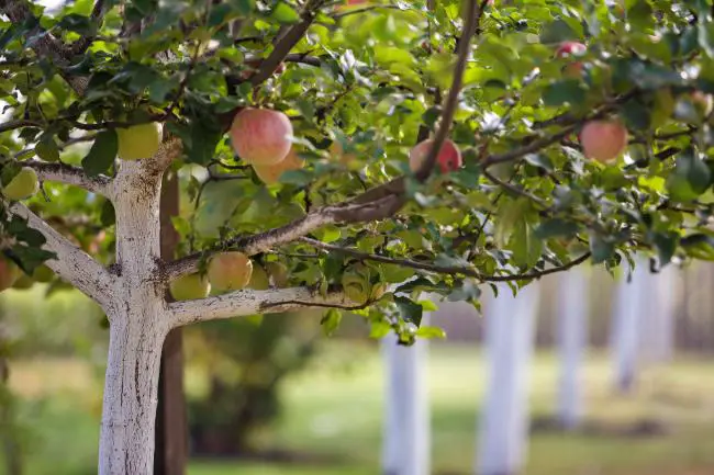 periode de taille selon les arbres fruitiers