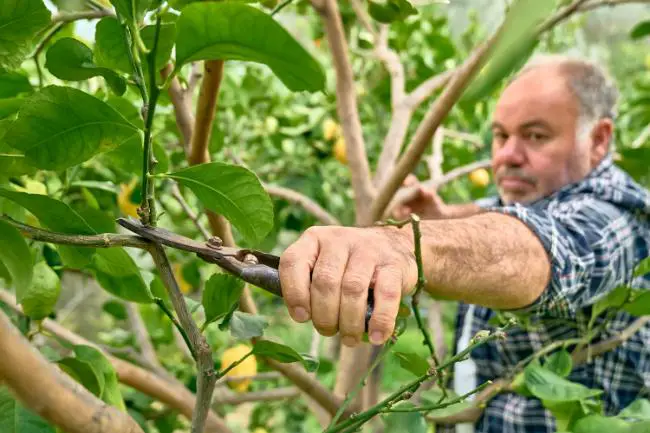 pourquoi tailler les arbres fruitiers