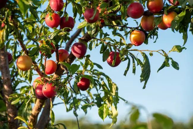 quand et comment bien tailler un arbre fruitier