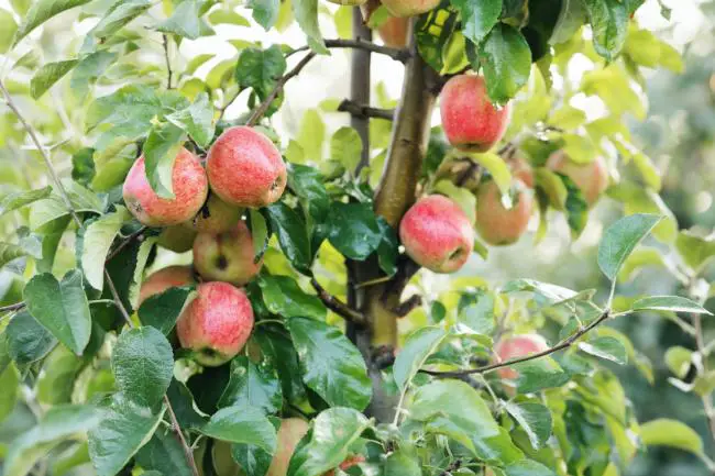 quand tailler les arbres fruitiers