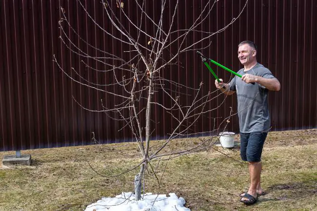 quels outils utiliser pour bien tailler un arbre fruitier