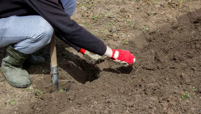 quand retourner la terre pour enlever les mauvaises herbes