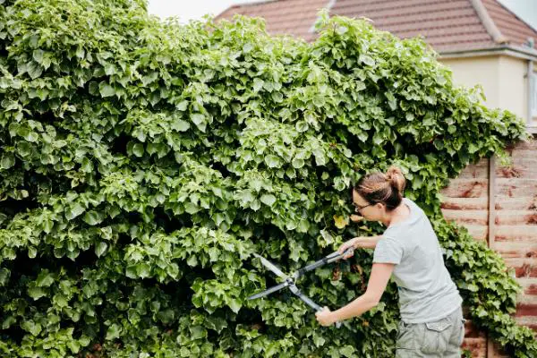 outils utiliser pour tailler les haies