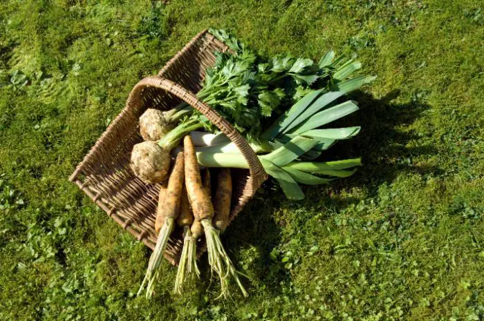 quels fruits et légumes cultiver dans une terre argileuse