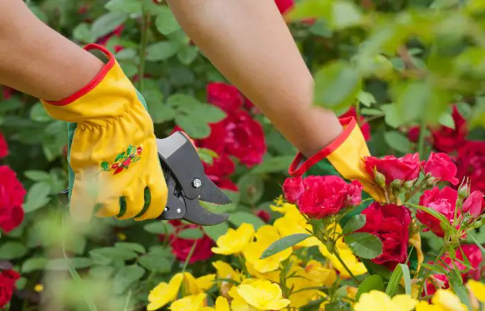 les étapes pratiques de la taille des rosiers
