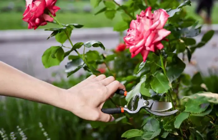 quand tailler les rosiers​