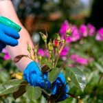 maladie des rosiers et traitement​ astuces de grand mère
