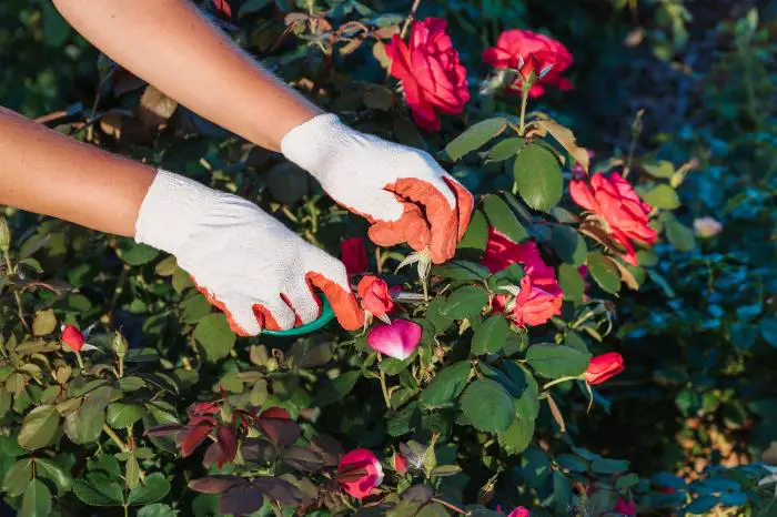 maladie rosier remede de grand mere
