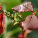 parasites du rosier traitement et reconnaissance