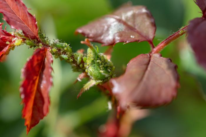 parasites du rosier traitement et reconnaissance