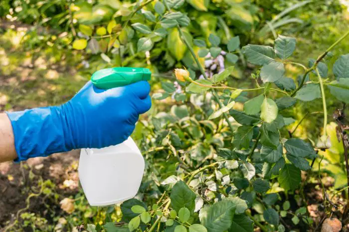 fongicide naturel fabrication et utilisation