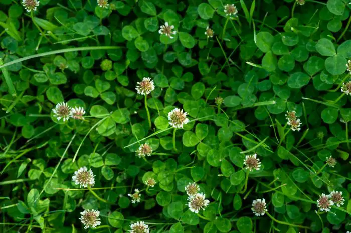 comment supprimer le trèfle dans la pelouse naturellement