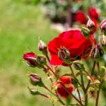 comment bouturer un rosier