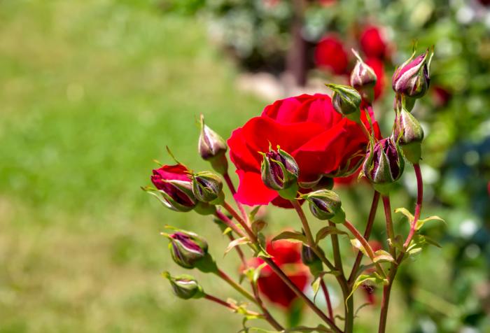comment bouturer un rosier