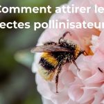 comment attirer les insectes pollinisateurs