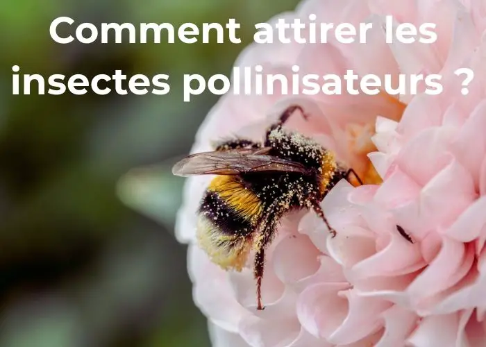 comment attirer les insectes pollinisateurs