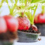 comment planter les légumes racines