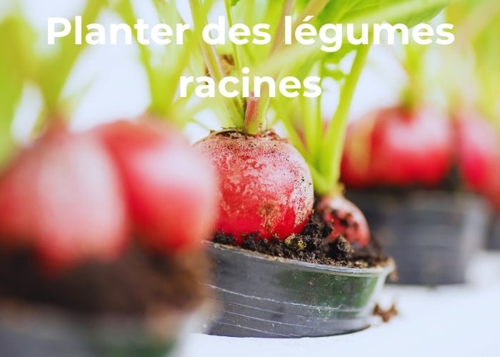 comment planter les légumes racines
