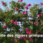taille des rosiers grimpants quand et comment faire