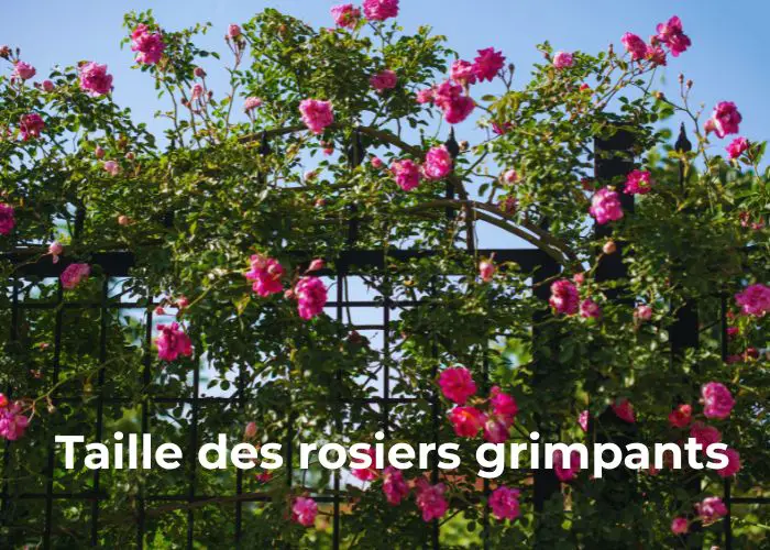 taille des rosiers grimpants quand et comment faire