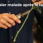 rosier malade après la taille