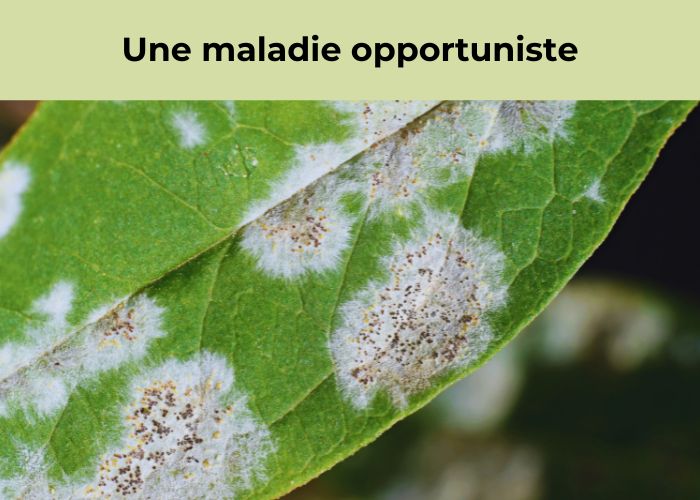 rosier malade après la taille maladies et parasites
