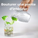 comment bouturer ses plantes d'intérieur
