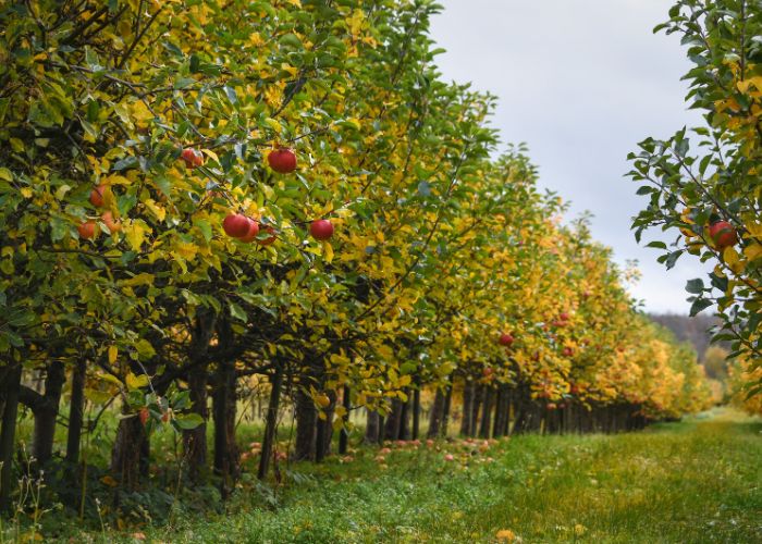 et les arbres fruitiers en automne