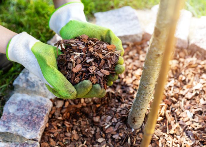 protéger les plantes sensibles au froid