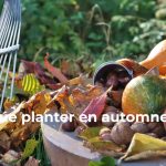 que planter en automne fleurs, légumes, arbres et arbustes à privilégier