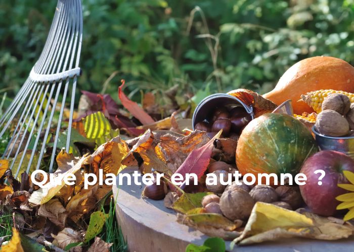 que planter en automne fleurs, légumes, arbres et arbustes à privilégier