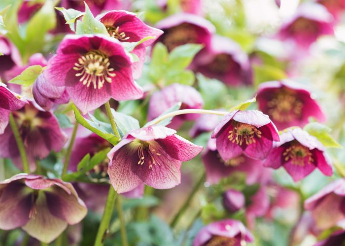 quelles fleurs planter en automne