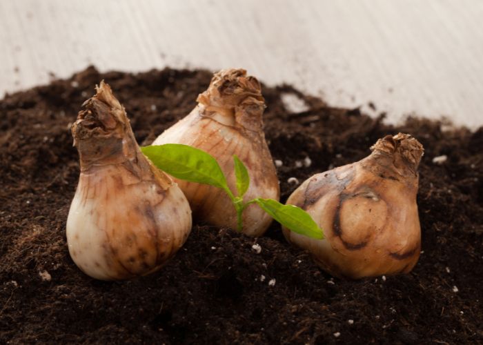 quels bulbes planter en automne