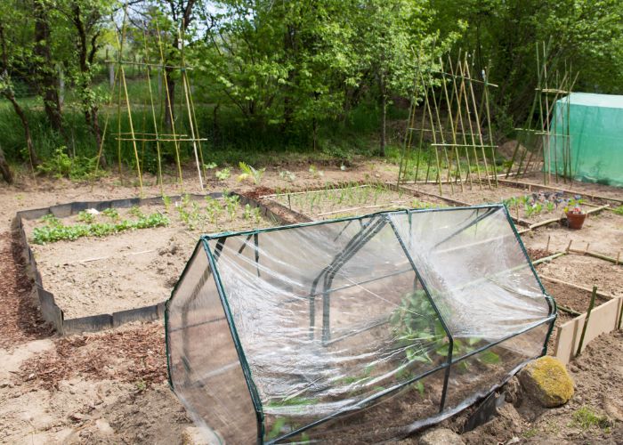 faire le tri au potager